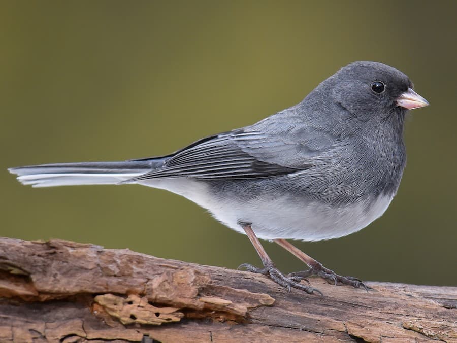 Dark-eyed Junco
