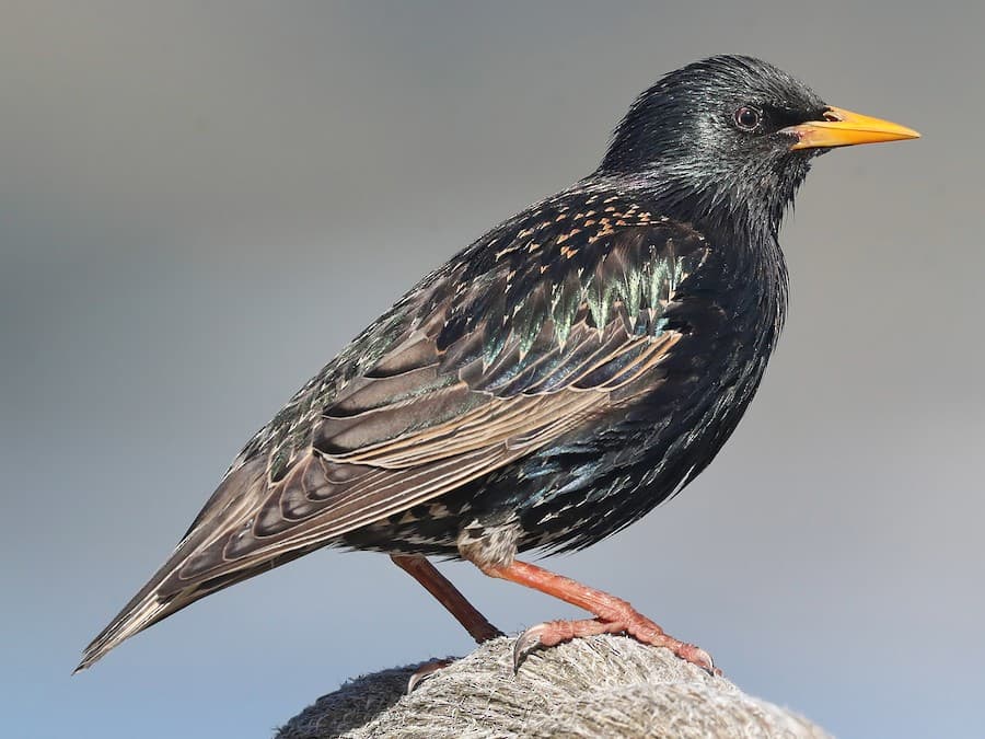 European Starling