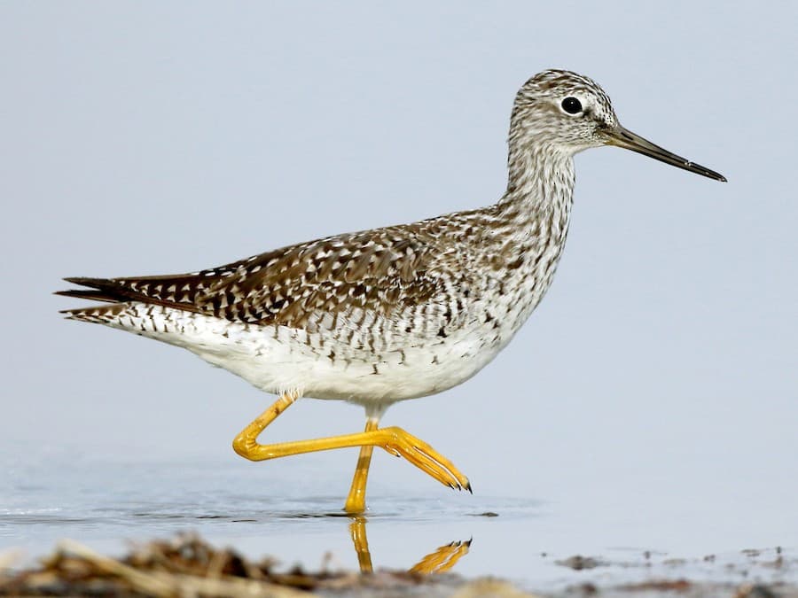Greater Yellowlegs