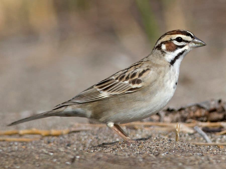 Lark Sparrow
