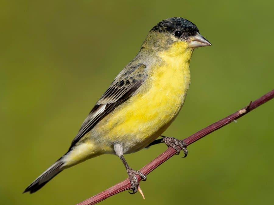 Lesser Goldfinch