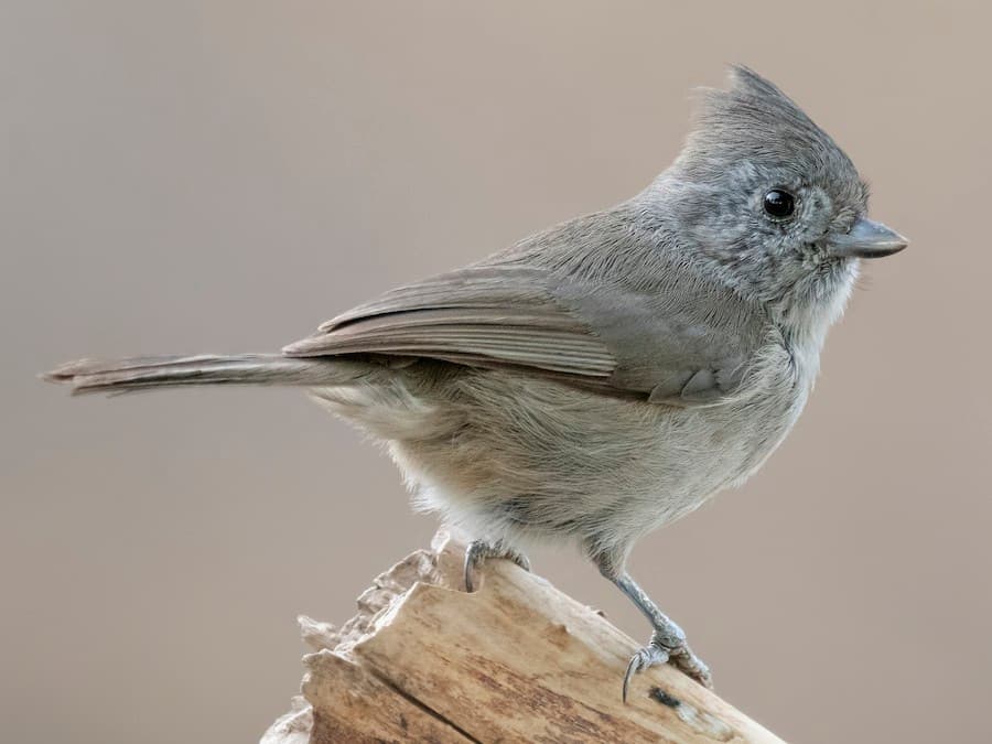 Oak Titmouse