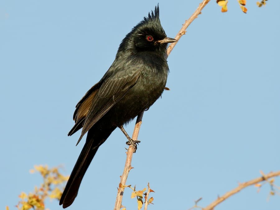 Phainopepia