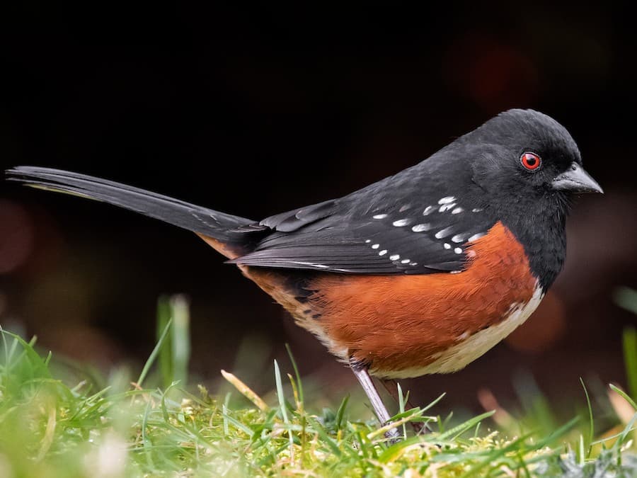 Spotted Towhee