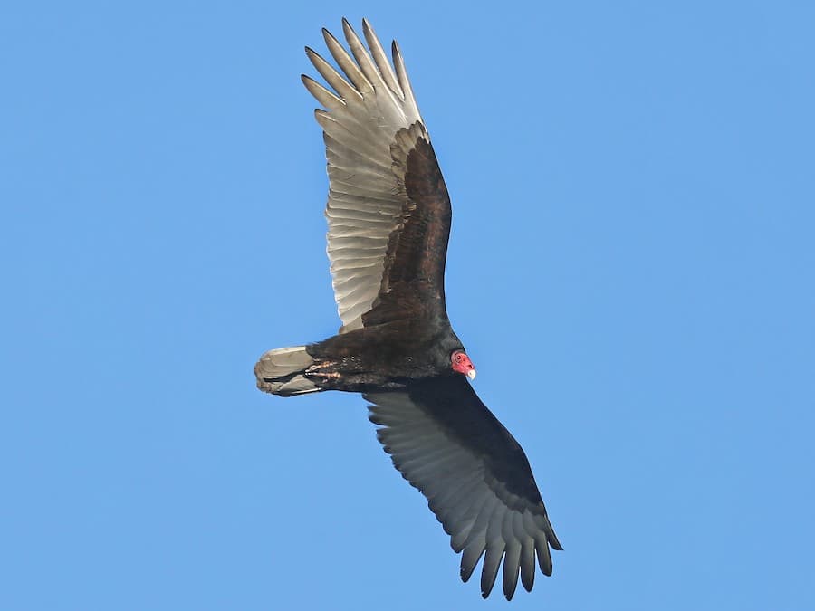 Turkey Vulture